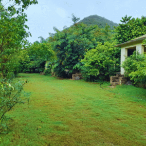 Sariska jungle camp others