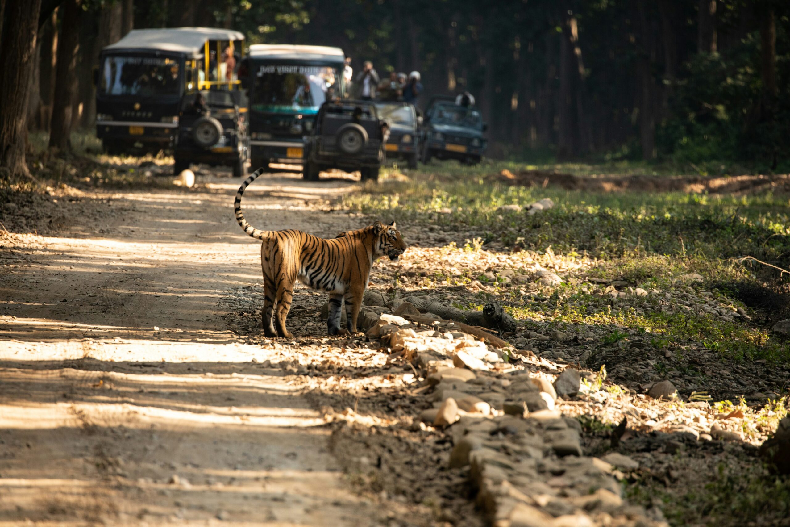 Tiger Safari